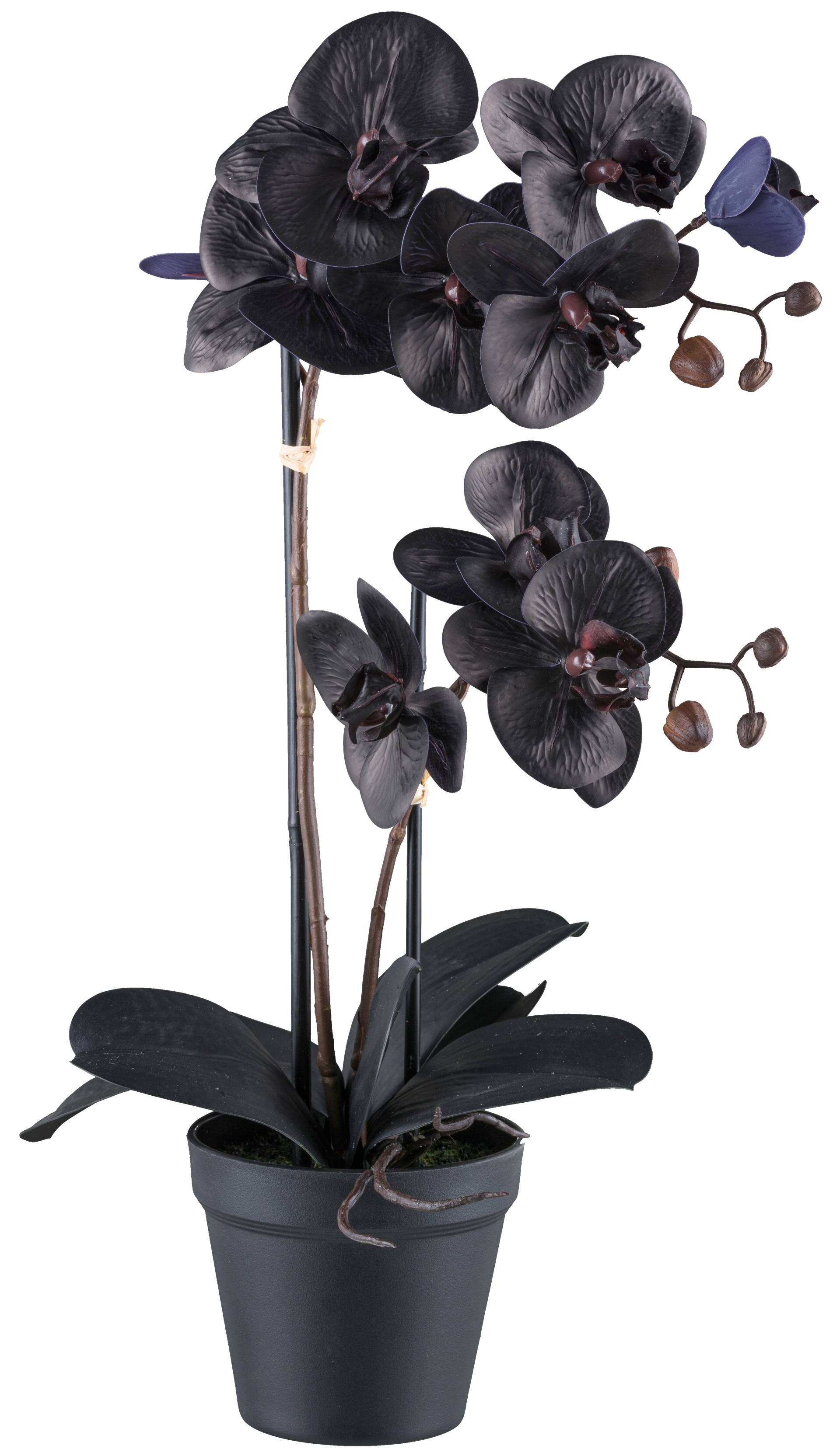 Bruno Banani Kunstorchidee »Orchidee Phalaenopsis«, mit real-touch-Blüten Bruno Banani Kunstorchidee »Orchidee Phalaenopsis«, mit real-touch-Blüten von Bruno Banani