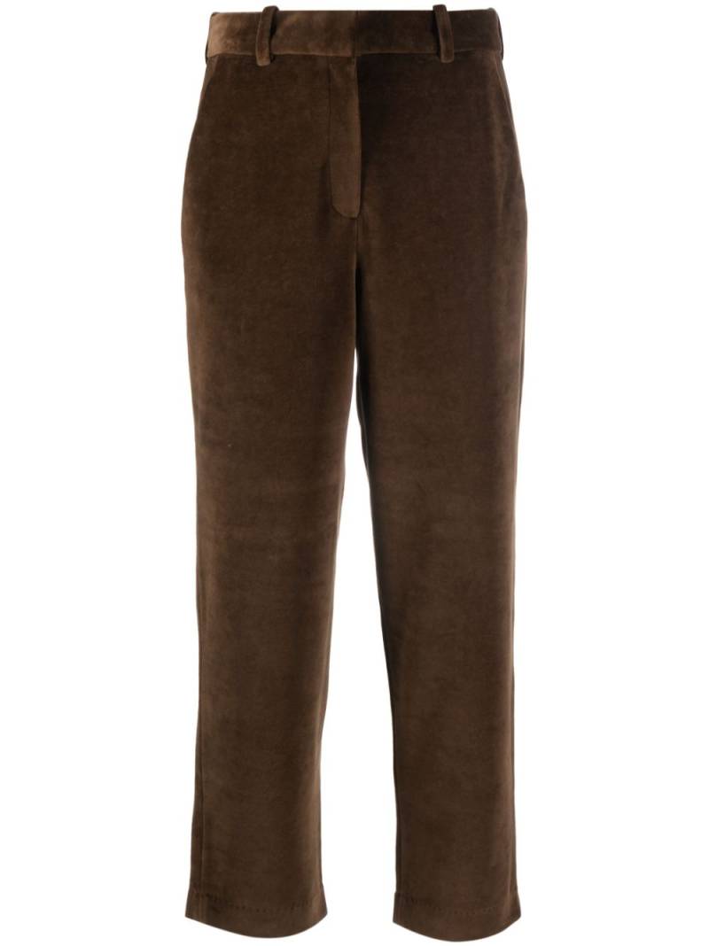 Circolo 1901 velour chino trousers - Brown von Circolo 1901