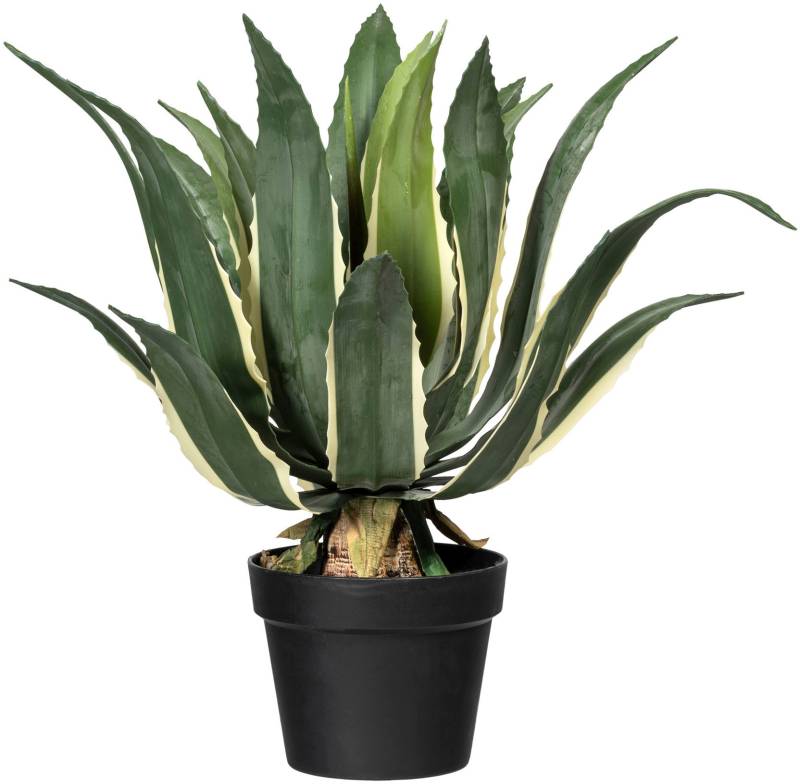 Creativ green Künstliche Zimmerpflanze »Agave americana variegata« von Creativ green