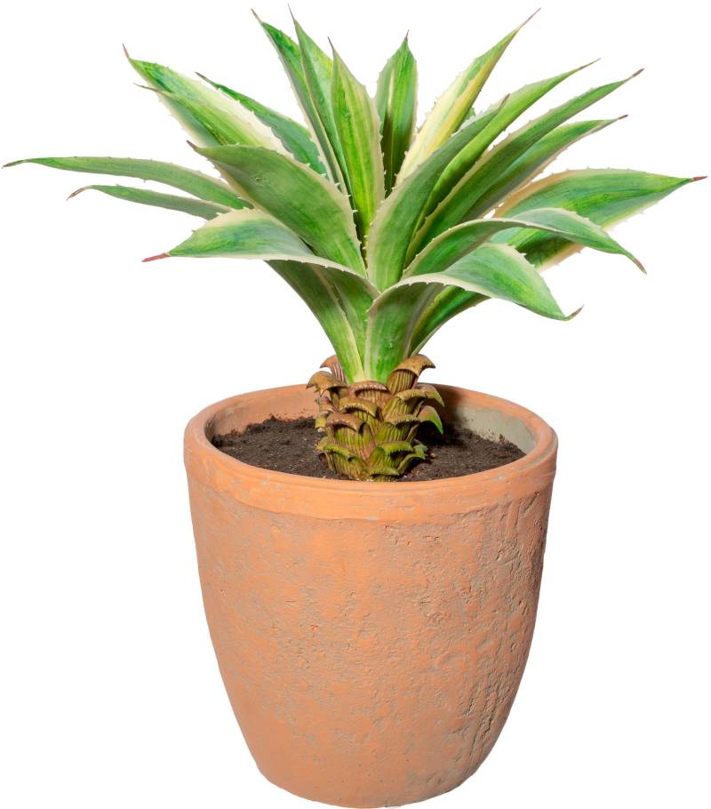 Creativ green Künstliche Zimmerpflanze »Agave im Terracottatopf« von Creativ green