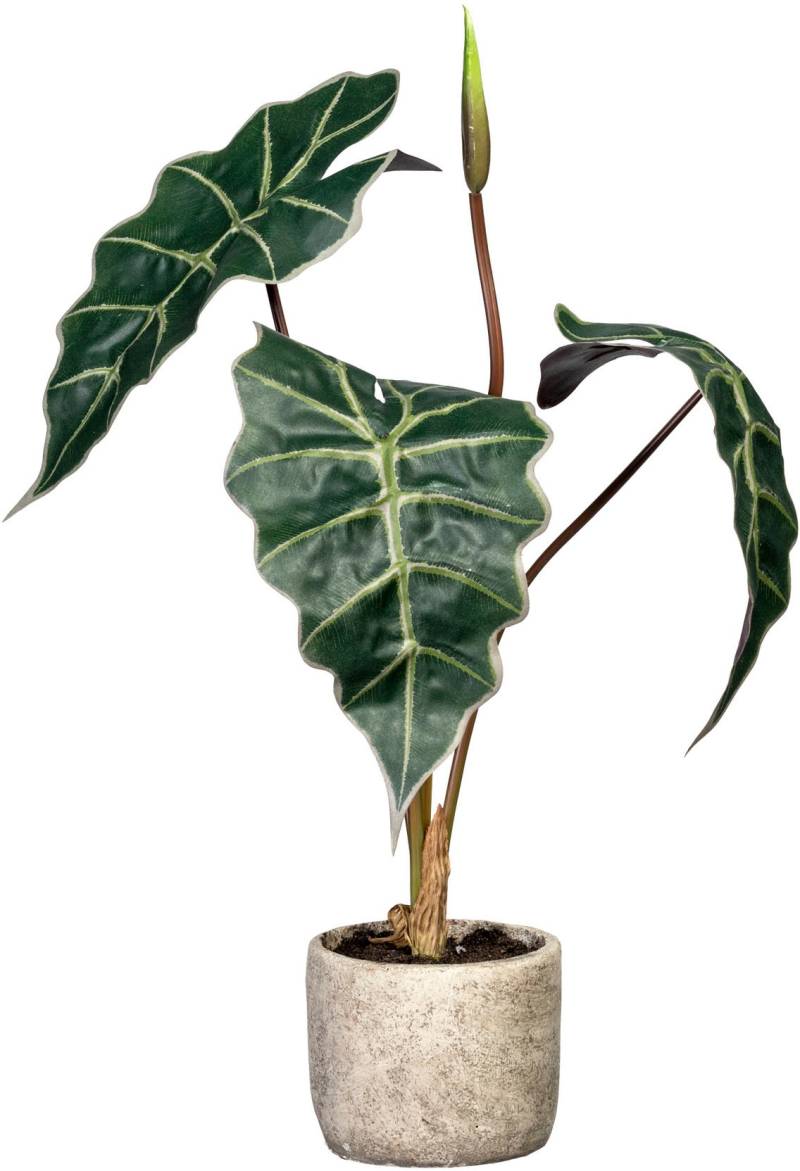 Creativ green Künstliche Zimmerpflanze »Alocasia«, im Zementtopf von Creativ green