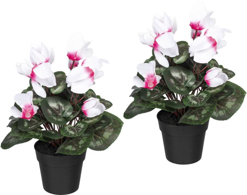 Creativ green Künstliche Zimmerpflanze »Alpenveilchen«, 2er Set von Creativ green