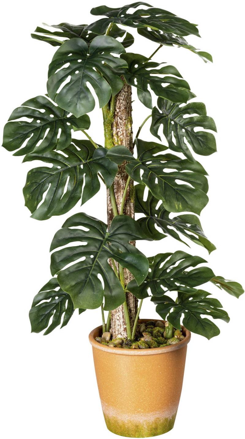 Creativ green Künstliche Zimmerpflanze »Blattpflanze Splitphilodendron«, im Paperpot von Creativ green