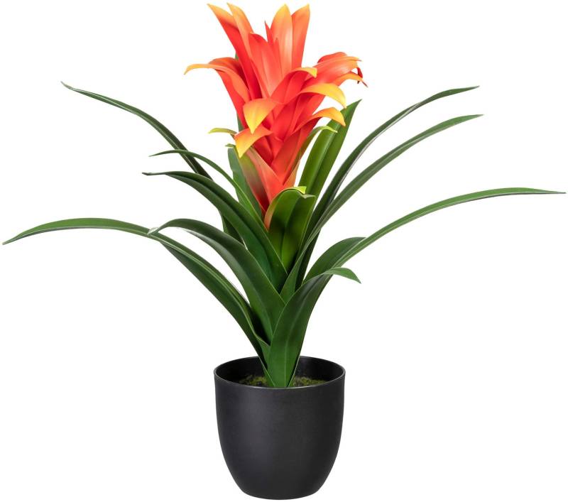 Creativ green Künstliche Zimmerpflanze »Bromelia guzmania« von Creativ green