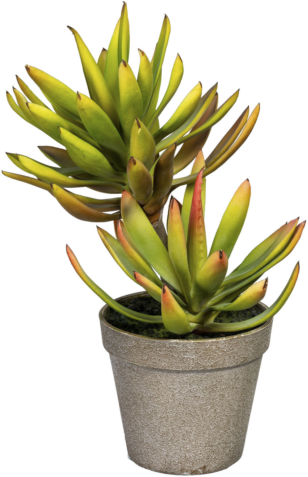 Creativ green Künstliche Zimmerpflanze »Deko-Sukkulente Aloe plicatilis« von Creativ green