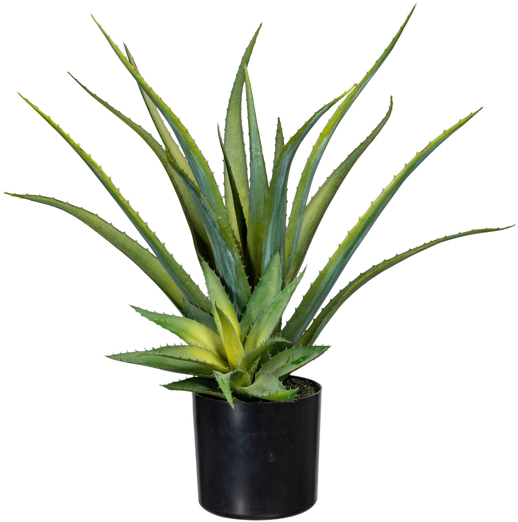 Creativ green Künstliche Zimmerpflanze »Deko-Sukkulente Aloe« Creativ green Künstliche Zimmerpflanze »Deko-Sukkulente Aloe« von Creativ green