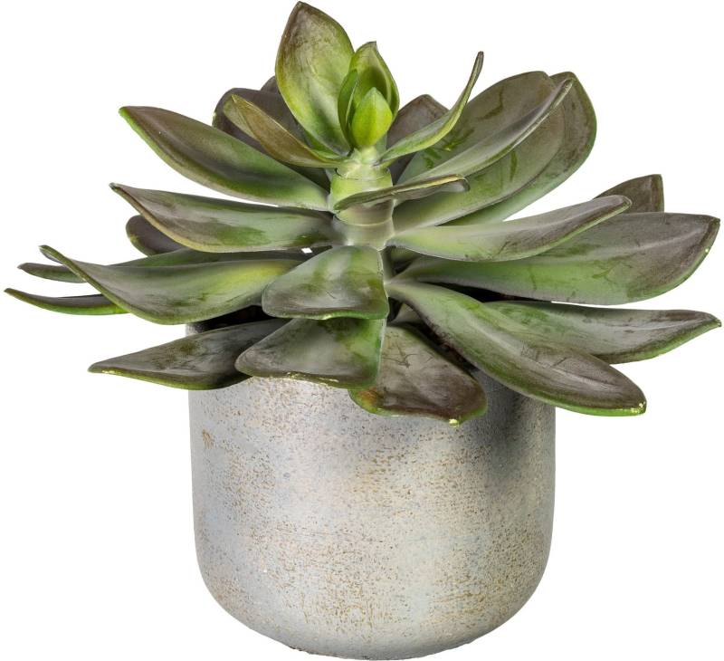 Creativ green Künstliche Zimmerpflanze »Echeveria XL im Zementtopf« von Creativ green