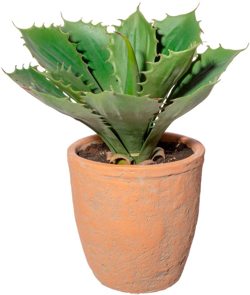 Creativ green Künstliche Zimmerpflanze »Echeveria im Terracottatopf« von Creativ green