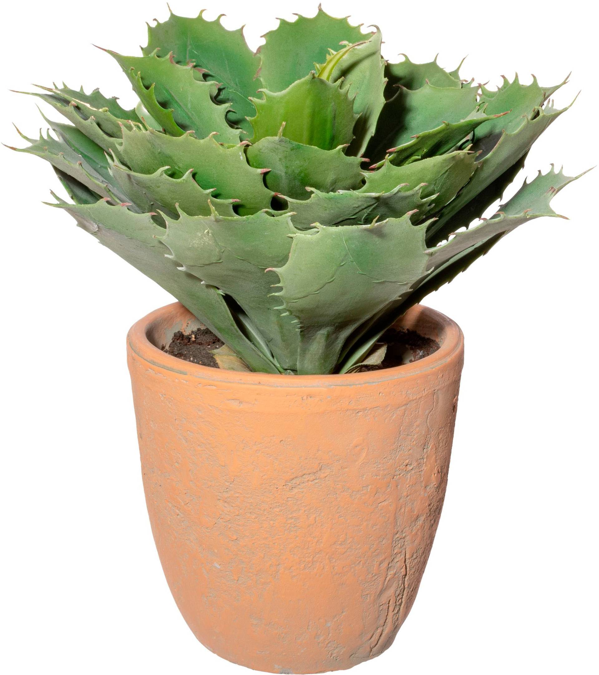 Creativ green Künstliche Zimmerpflanze »Echeveria im Terracottatopf« von Creativ green