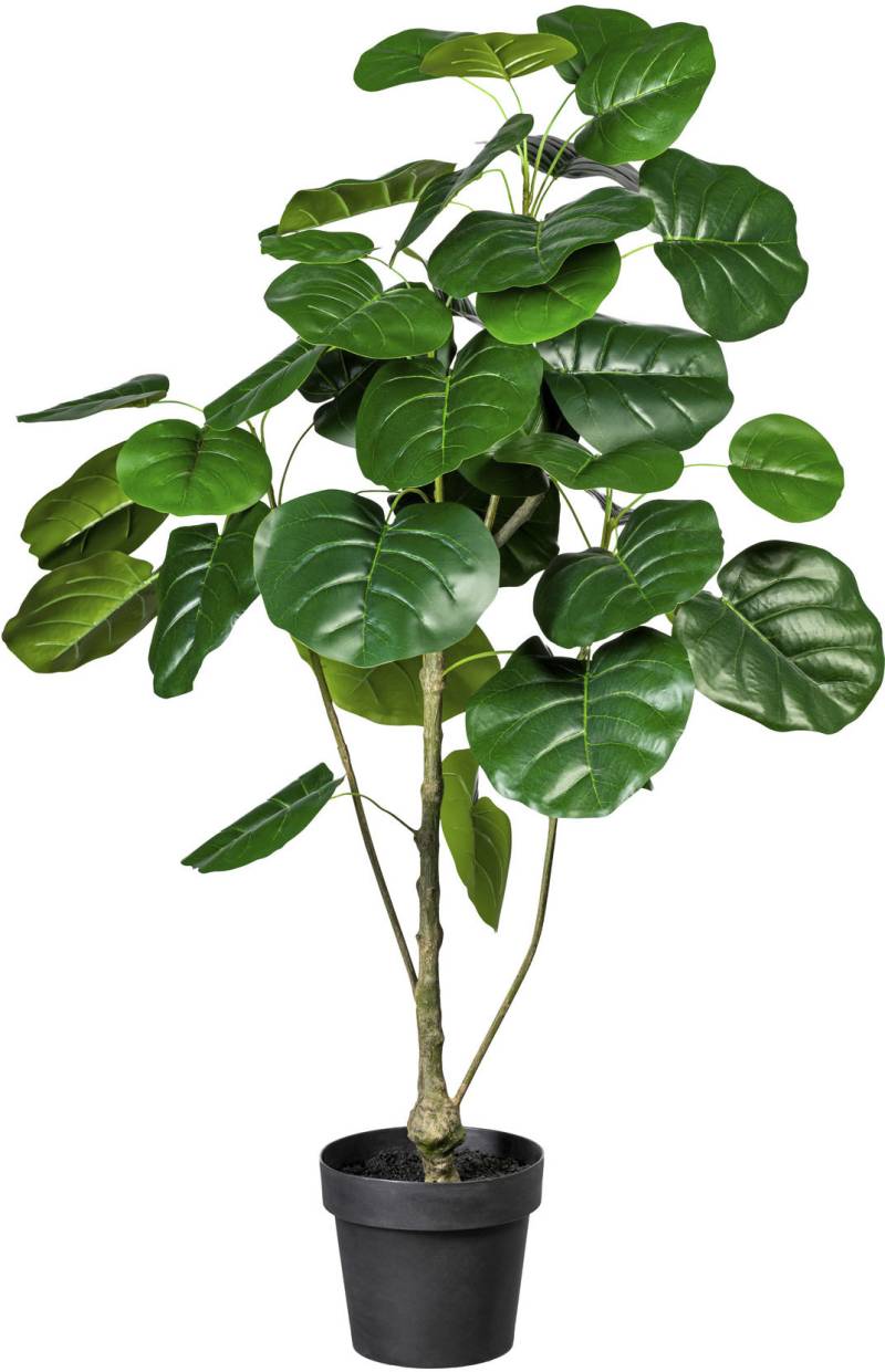 Creativ green Künstliche Zimmerpflanze »Ficus« von Creativ green