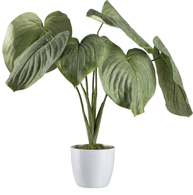 Creativ green Künstliche Zimmerpflanze »Hosta-Busch im Keramiktopf« von Creativ green