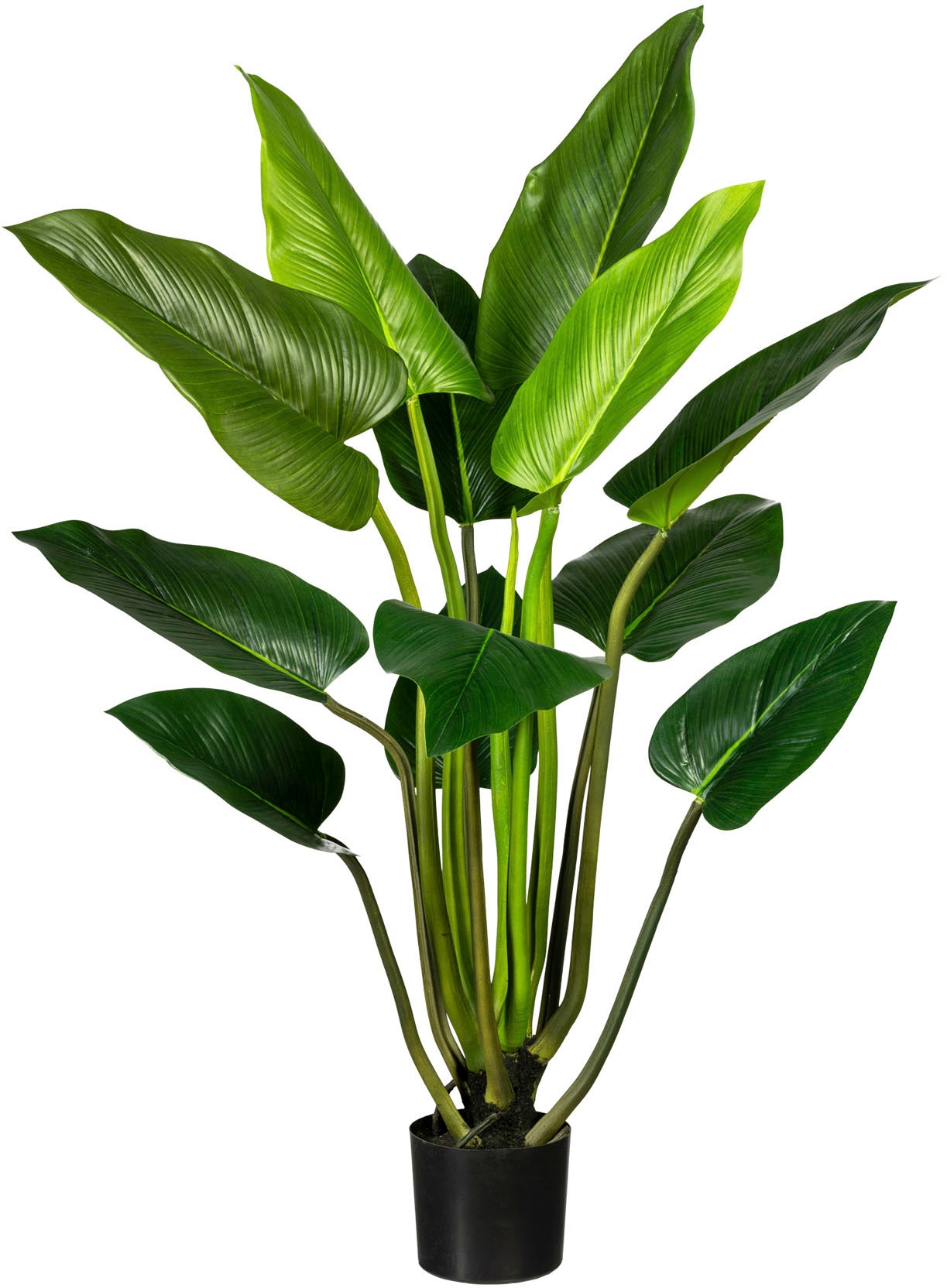 Creativ green Künstliche Zimmerpflanze »Philodendron« von Creativ green