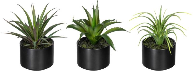 Creativ green Künstliche Zimmerpflanze »Set aus Aloe, Agave und Tillandsie«, im Keramiktopf, 3er Set von Creativ green