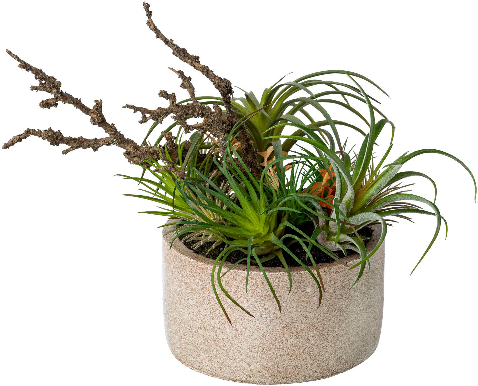 Creativ green Künstliche Zimmerpflanze »Tillandsien-Mix in Zementschale« Creativ green Künstliche Zimmerpflanze »Tillandsien-Mix in Zementschale« von Creativ green