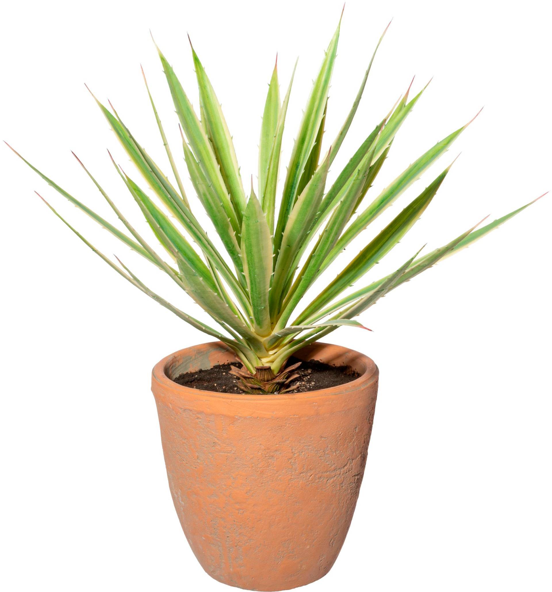 Creativ green Künstliche Zimmerpflanze »Yucca im Terracottatopf« von Creativ green