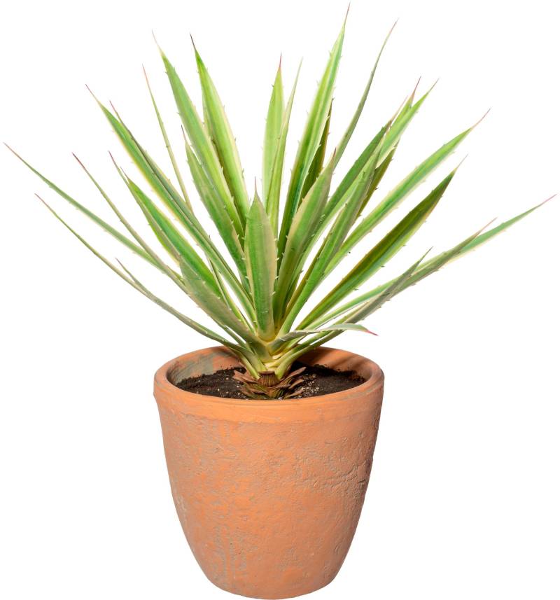 Creativ green Künstliche Zimmerpflanze »Yucca im Terracottatopf« von Creativ green