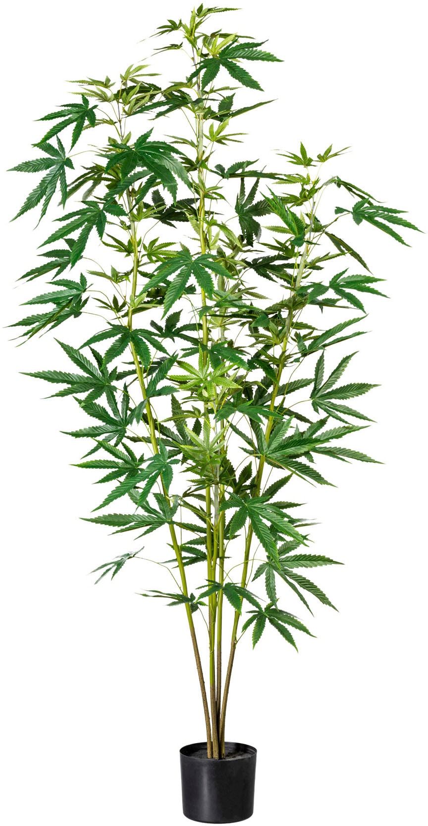 Creativ green Künstliche Zimmerpflanze »Zierhanfpflanze« Creativ green Künstliche Zimmerpflanze »Zierhanfpflanze« von Creativ green