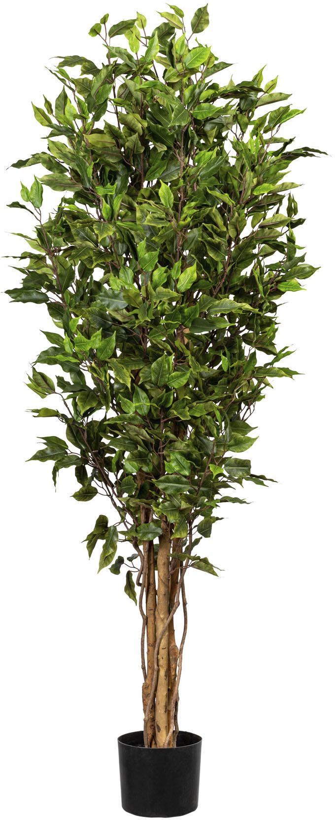 Creativ green Kunstbaum »Ficus Benjamini« von Creativ green