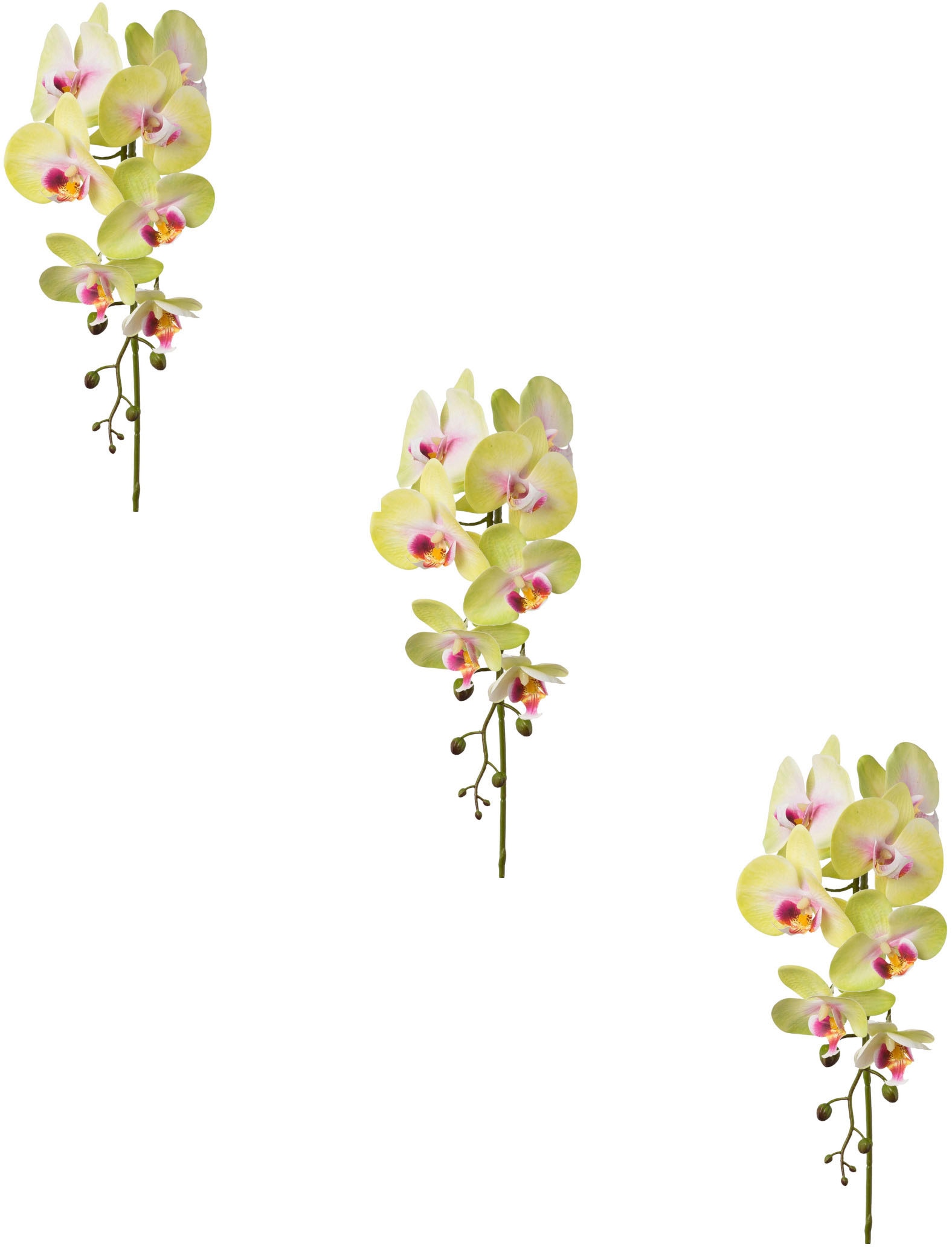 Creativ green Kunstblume »Orchidee Phalaenopsis« Creativ green Kunstblume »Orchidee Phalaenopsis« von Creativ green