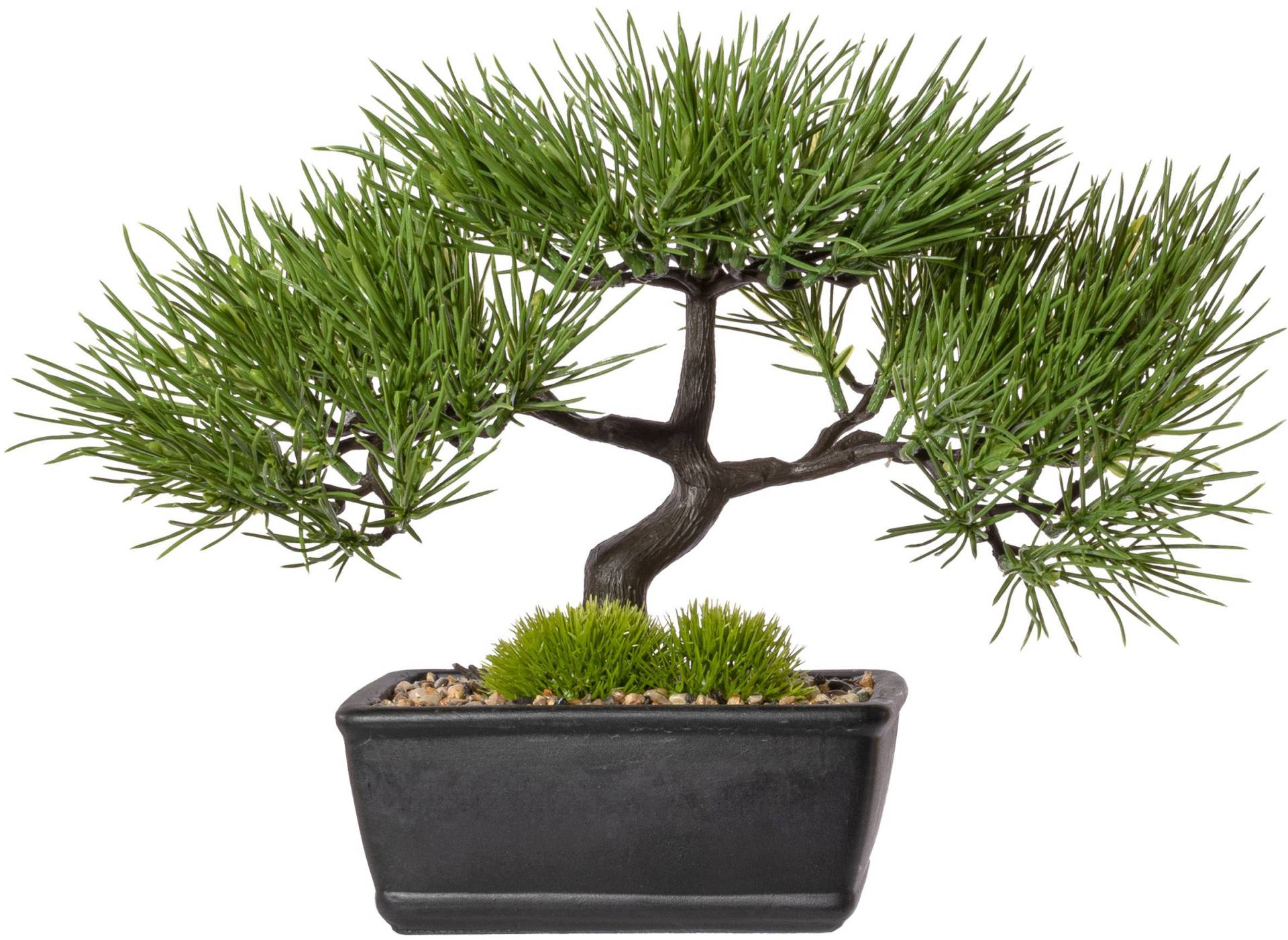 Creativ green Kunstbonsai »Bonsai Kiefer« von Creativ green