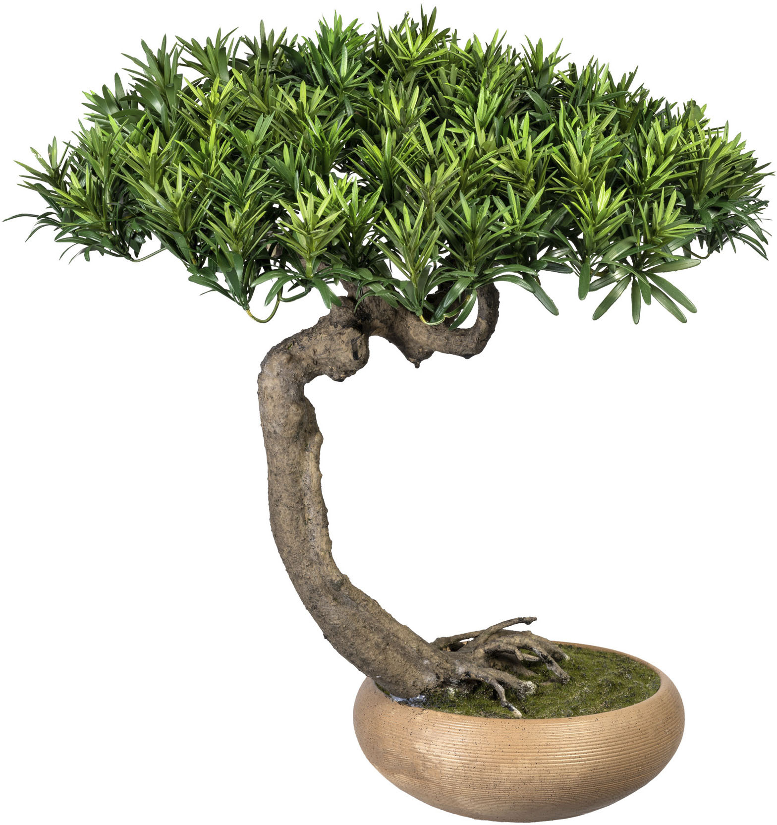 Creativ green Kunstbonsai »Bonsai Podocarpus Shankan«, in Keramikschale von Creativ green