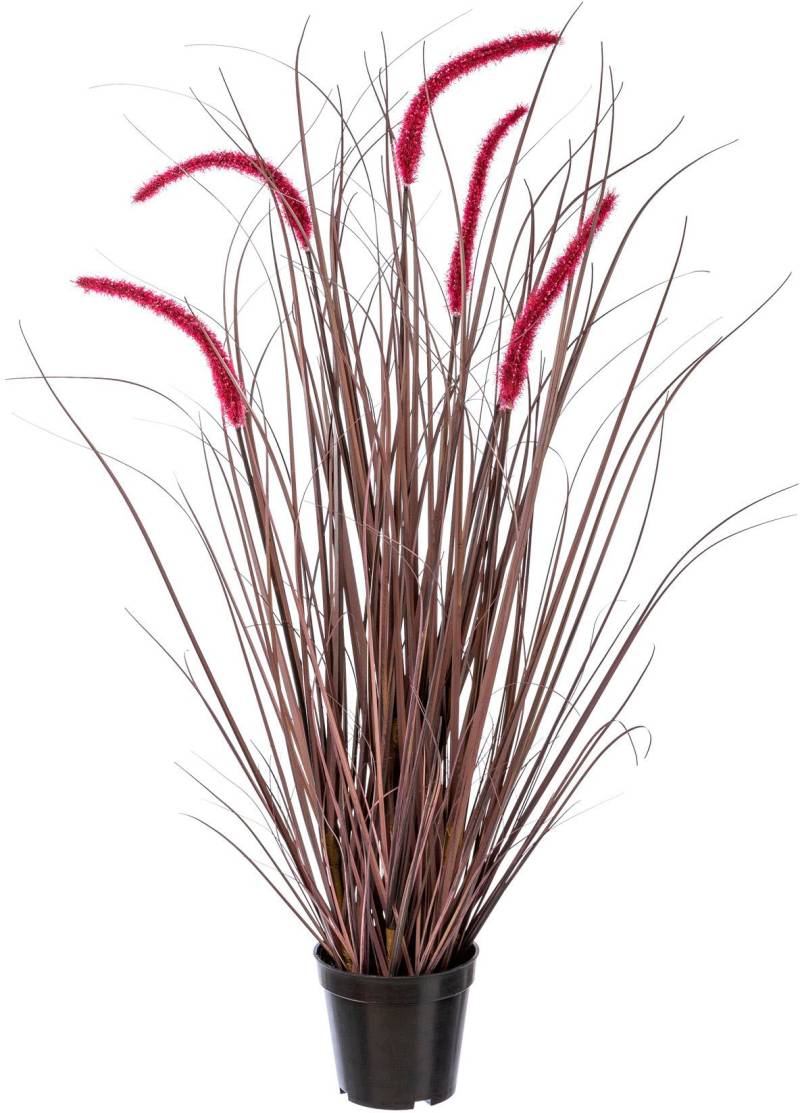 Creativ green Kunstgras »Grasbusch Pennisetum rubrum« von Creativ green