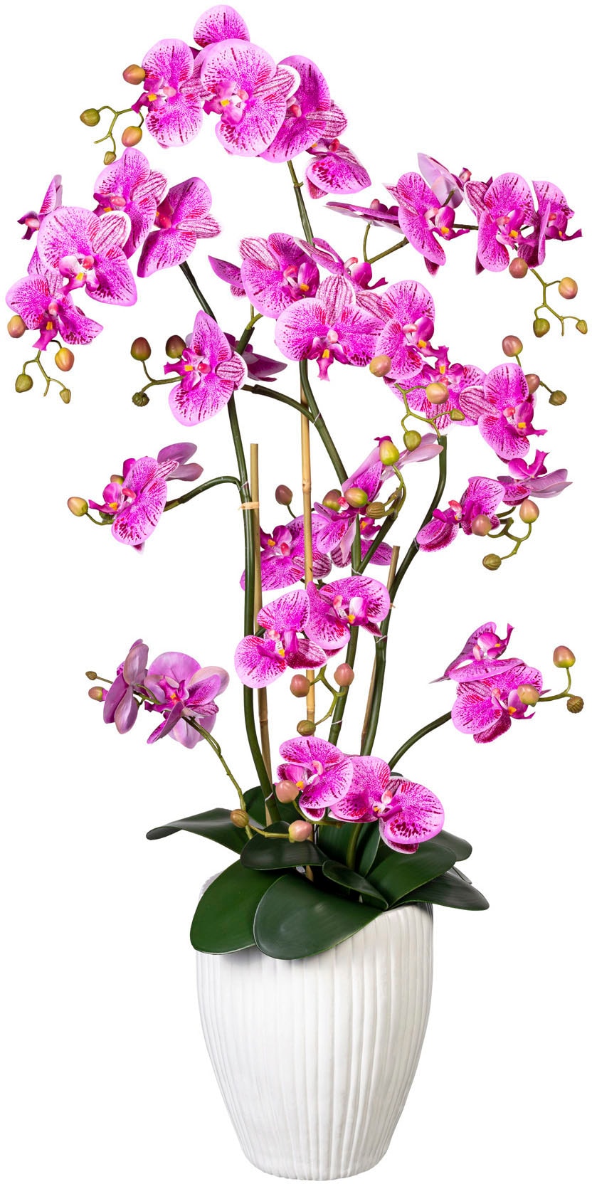Creativ green Kunstorchidee »Deko-Orchidee Phalaenopsis XL im Keramiktopf« Creativ green Kunstorchidee »Deko-Orchidee Phalaenopsis XL im Keramiktopf« von Creativ green