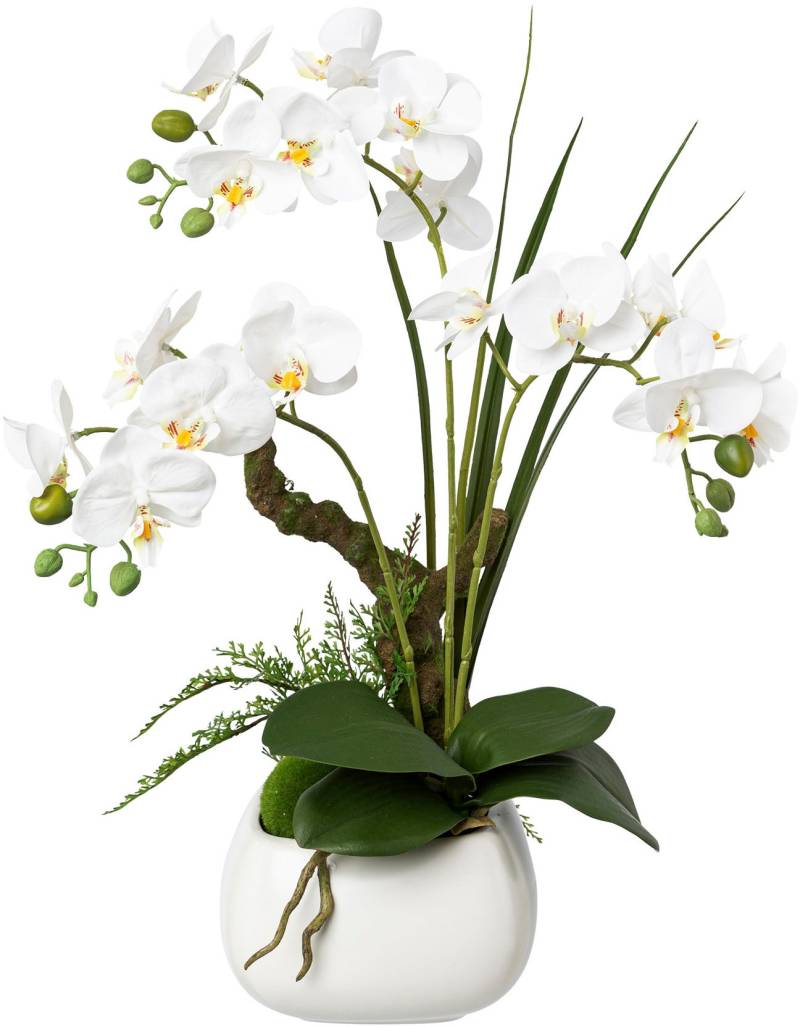 Creativ green Kunstorchidee »Deko-Orchidee Phalaenopsis im Keramiktopf« von Creativ green