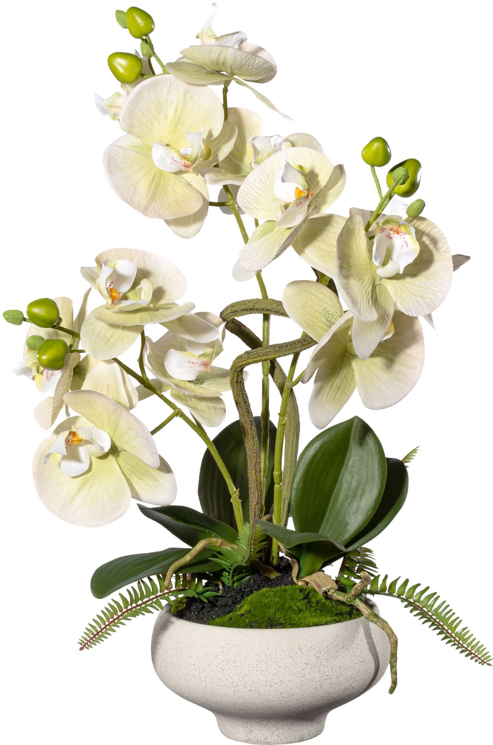 Creativ green Kunstorchidee »Orchidee Phalaenopsis im Keramiktopf« von Creativ green