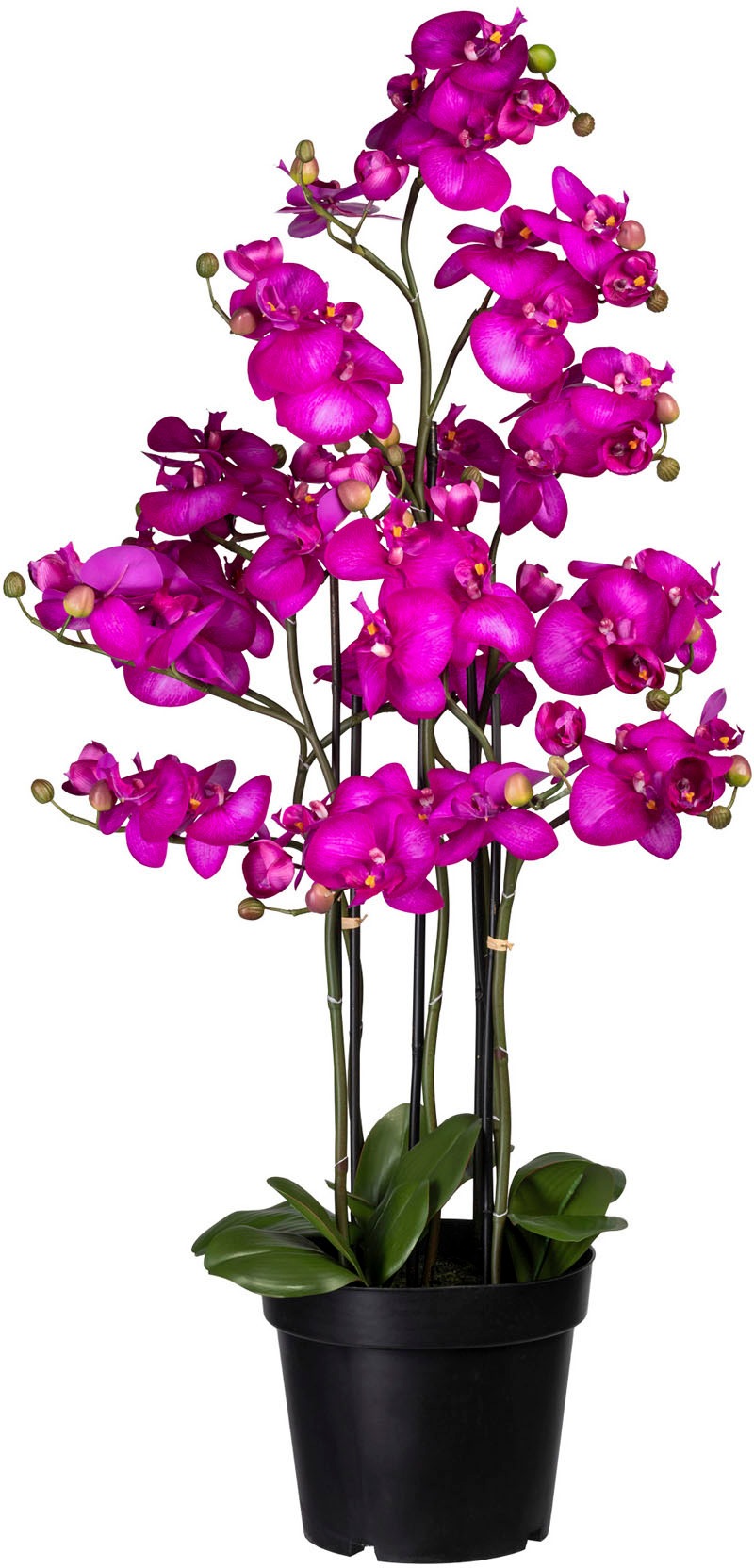 Creativ green Kunstorchidee »Phalaenopsis« von Creativ green