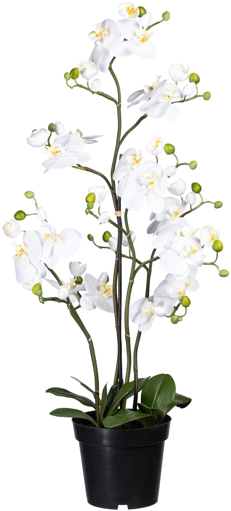 Creativ green Kunstorchidee »Phalaenopsis« von Creativ green