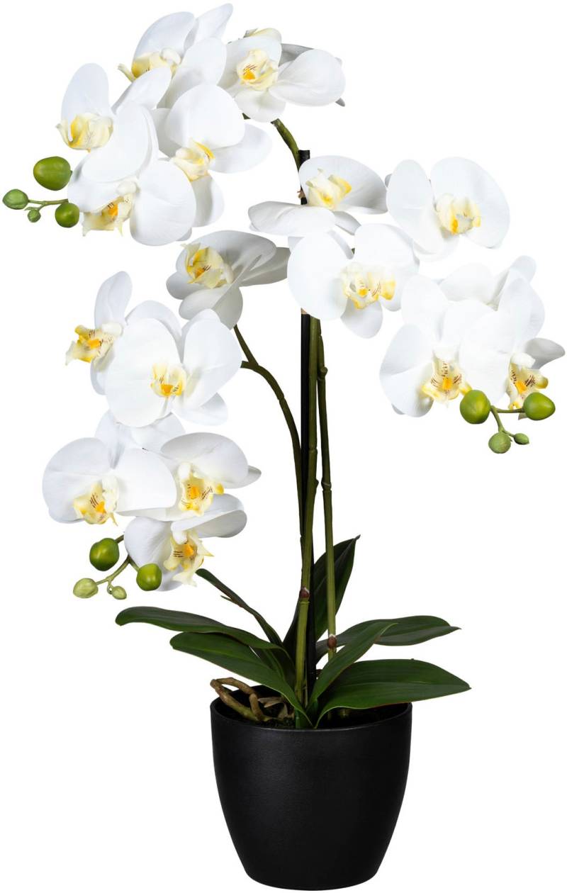 Creativ green Kunstorchidee »Phalaenopsis« von Creativ green