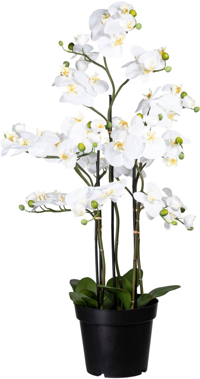 Creativ green Kunstorchidee »Phalaenopsis« von Creativ green