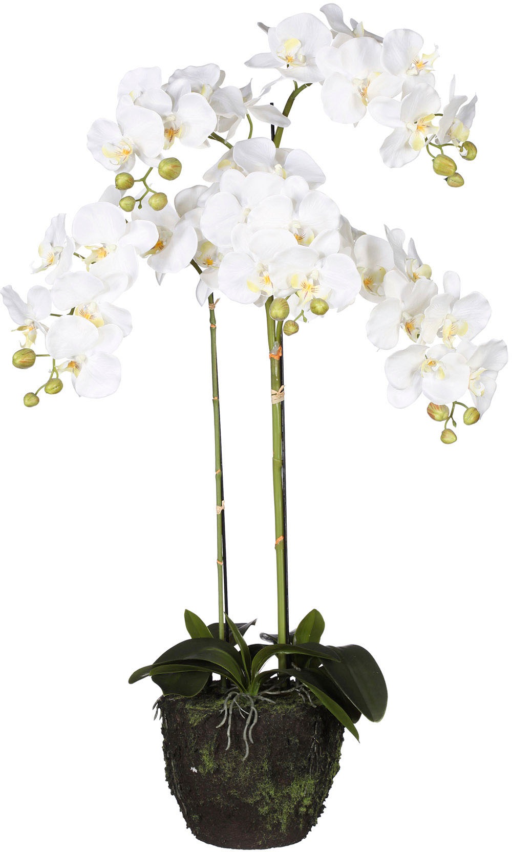 Creativ green Kunstorchidee »Phalaenopsis«, im Ballen von Creativ green