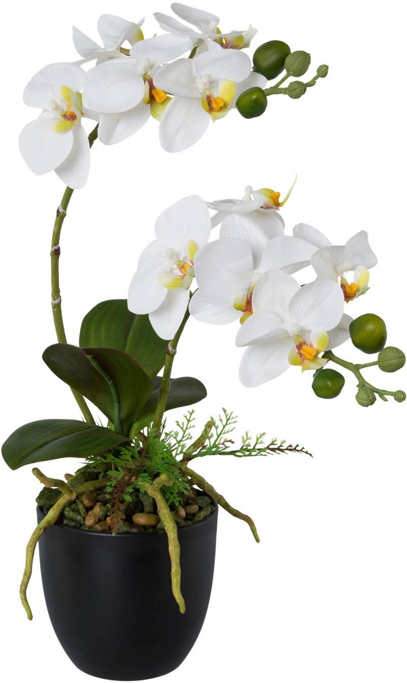 Creativ green Kunstorchidee »Phalaenopsis«, im Kunststofftopf von Creativ green