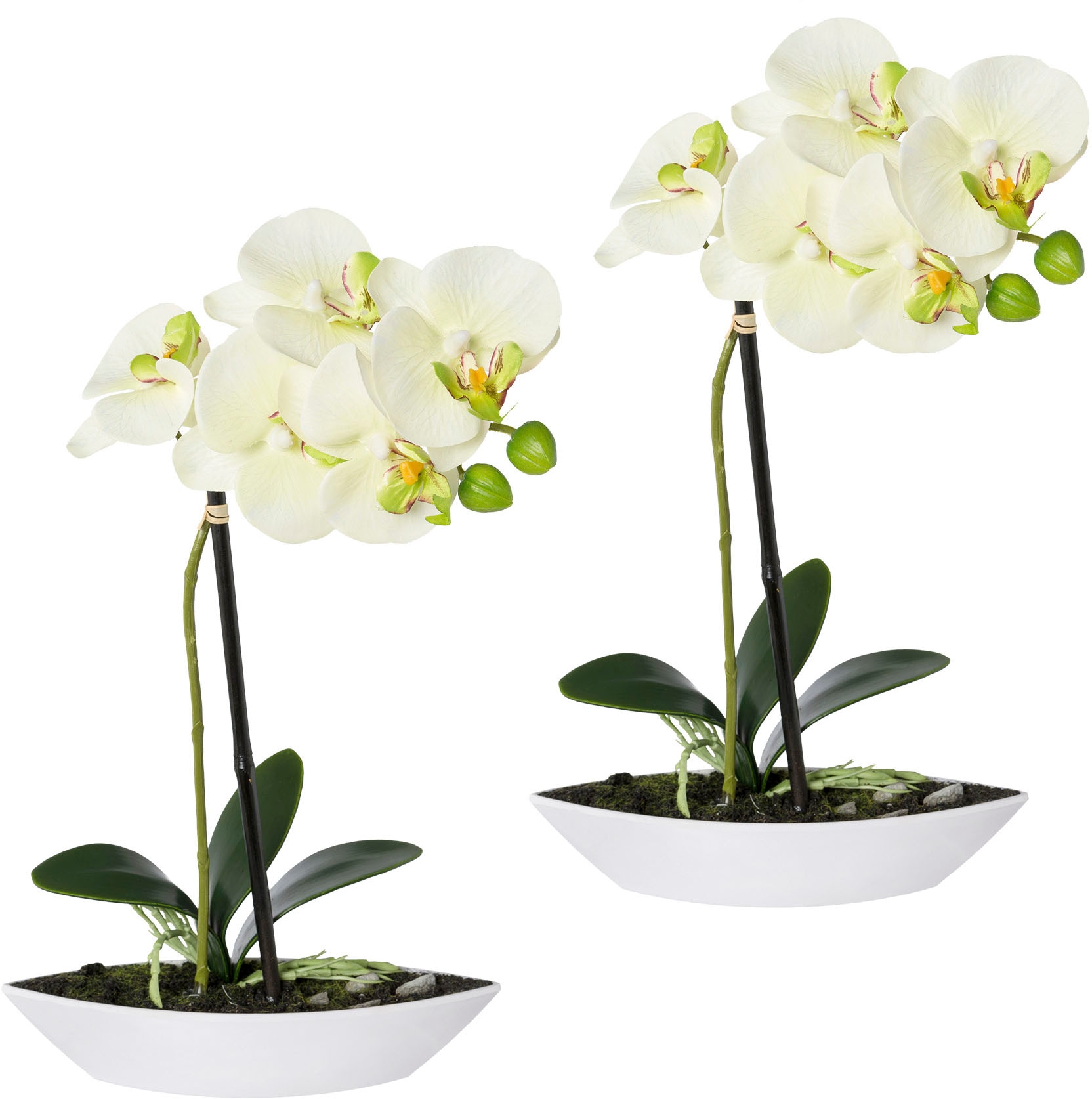 Creativ green Kunstorchidee »Phalaenopsis«, 2er Set, in Kunststoffschale von Creativ green