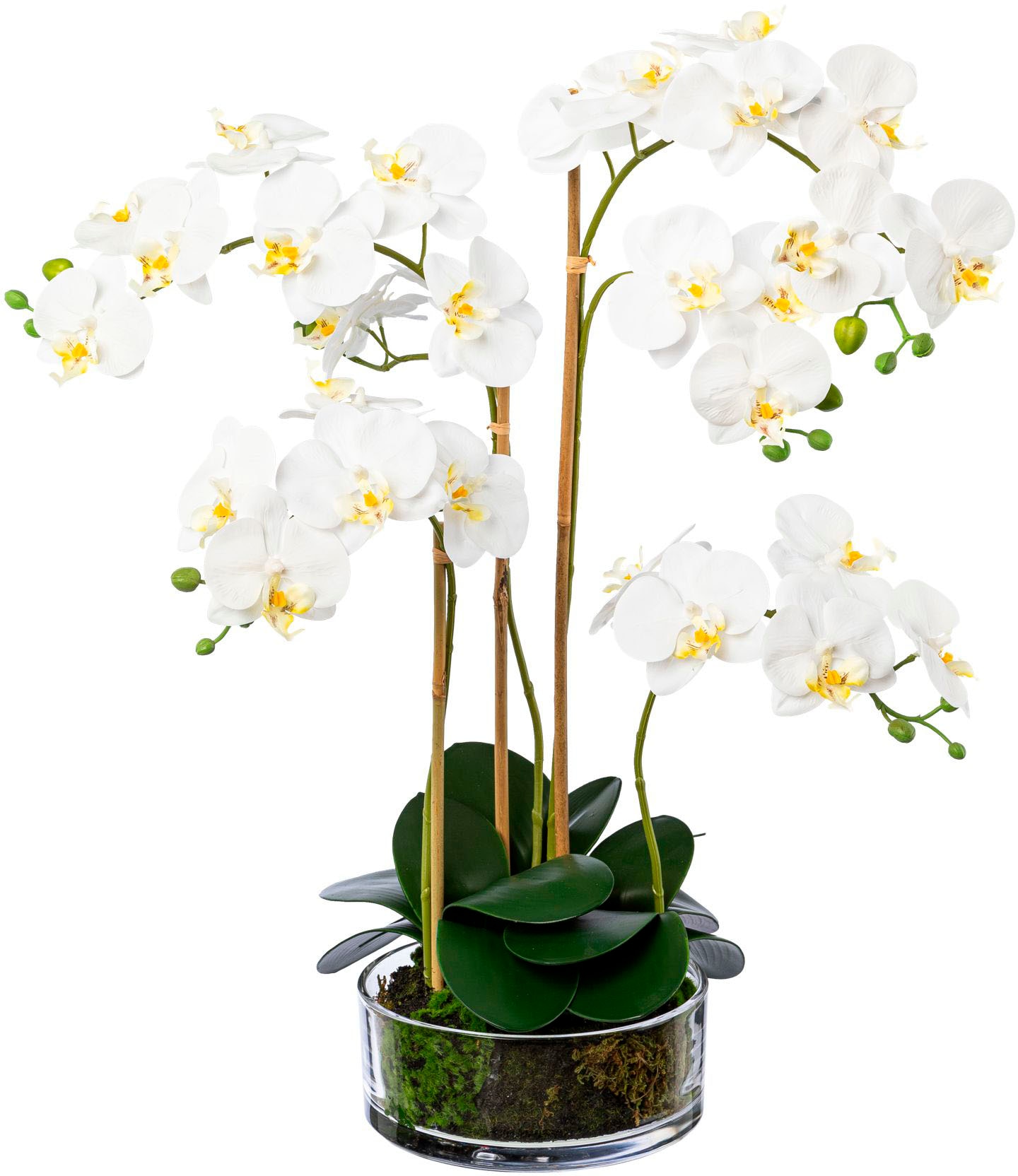 Creativ green Kunstorchidee »Phalaenopsis im Glas« von Creativ green