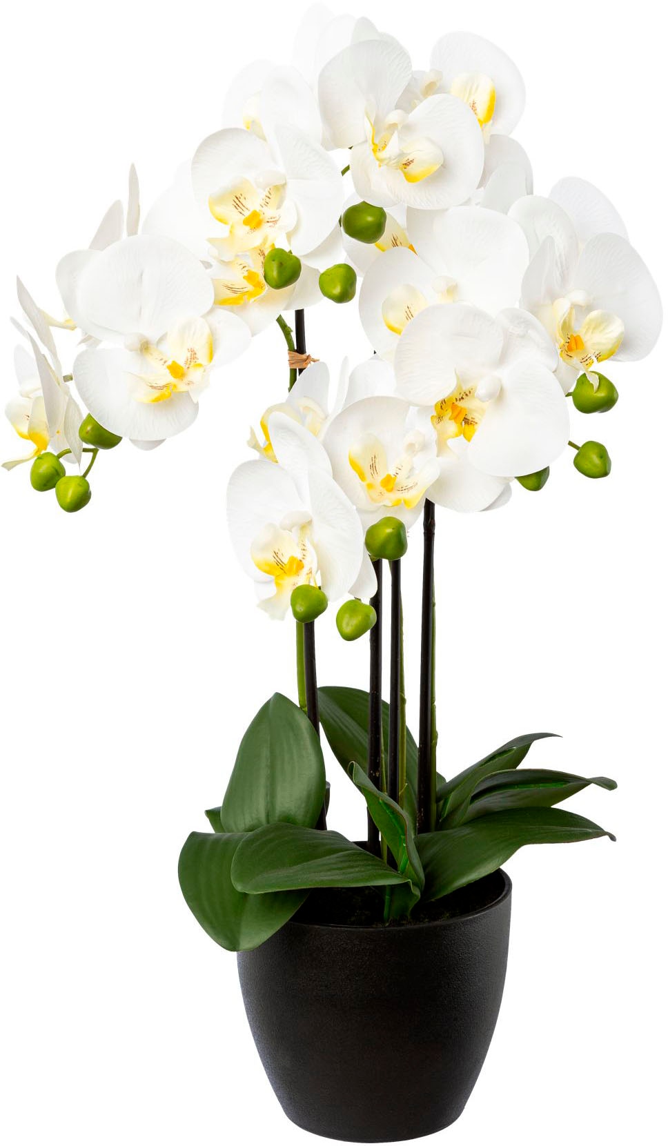 Creativ green Kunstorchidee »Phalaenopsis im Resintopf«, mit Real-Touch-Blüten von Creativ green