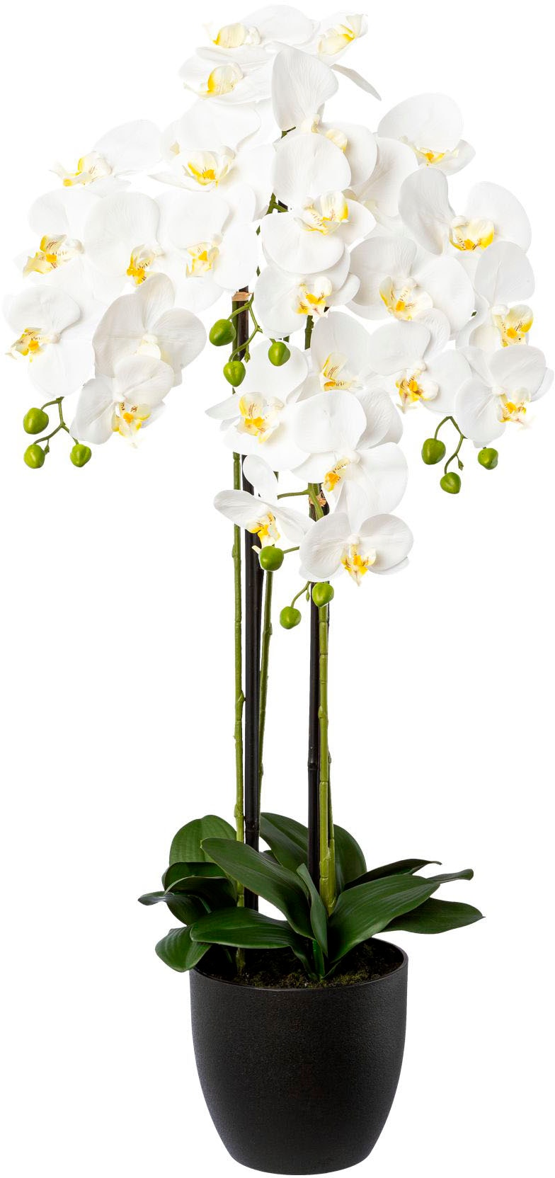 Creativ green Kunstorchidee »Phalaenopsis im Resintopf«, mit Real-Touch-Blüten von Creativ green