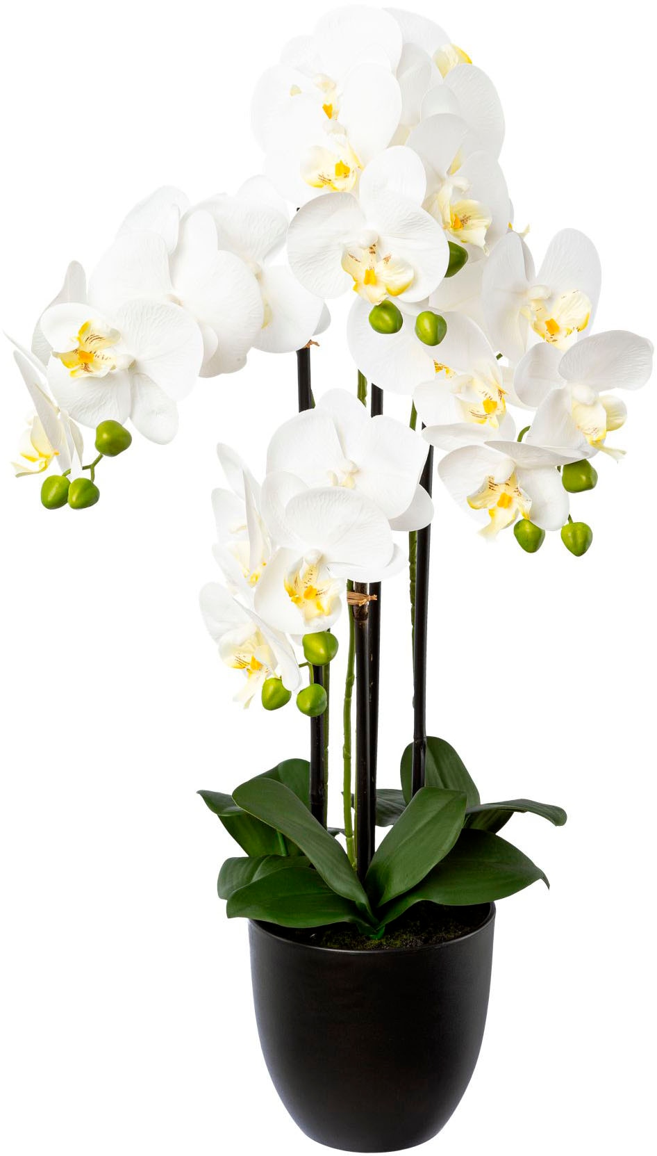 Creativ green Kunstorchidee »Phalaenopsis im Resintopf«, mit Real-Touch-Blüten von Creativ green