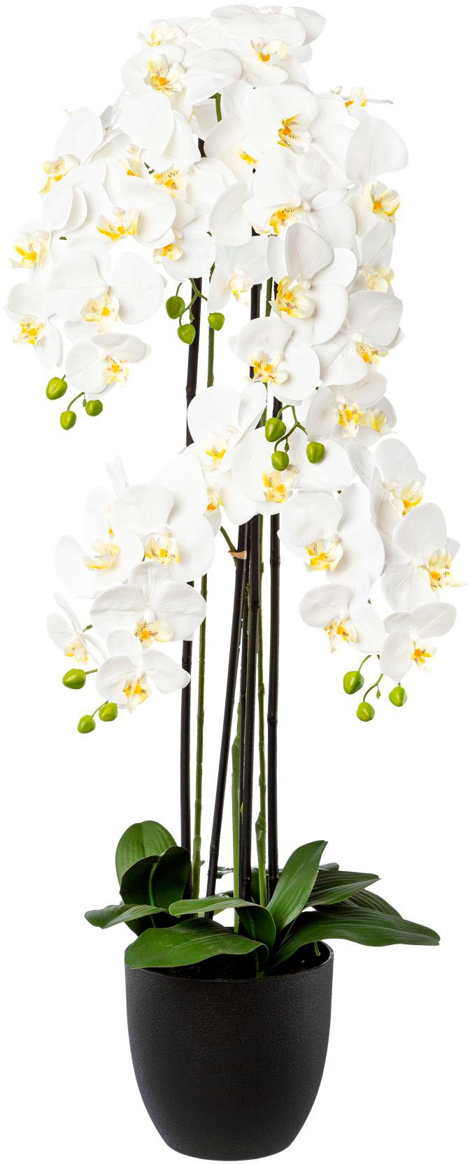 Creativ green Kunstorchidee »Phalaenopsis im Resintopf«, mit Real-Touch-Blüten von Creativ green