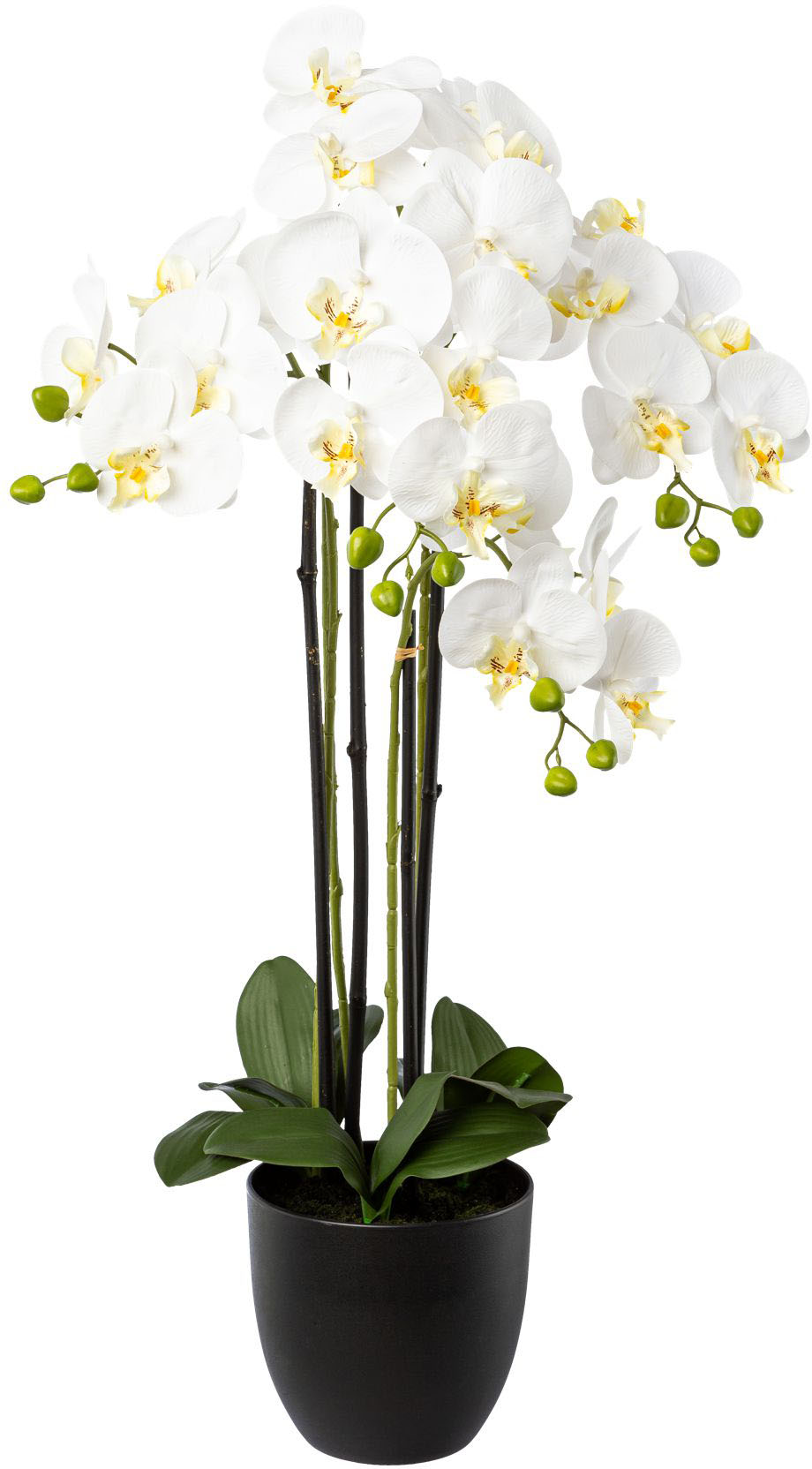 Creativ green Kunstorchidee »Phalaenopsis im Resintopf«, mit Real-Touch-Blüten von Creativ green