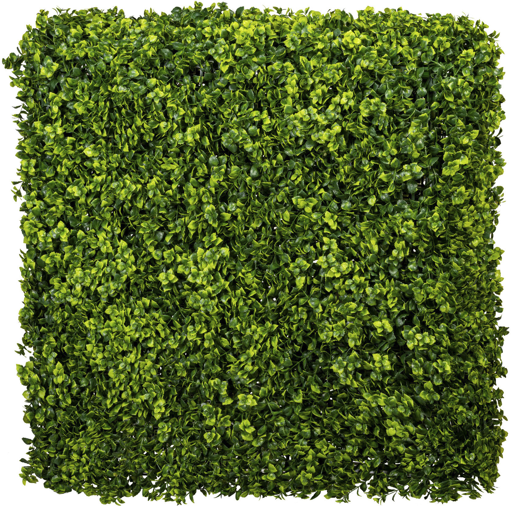 Creativ green Kunstpflanze »Ilex crenata Hecke« von Creativ green