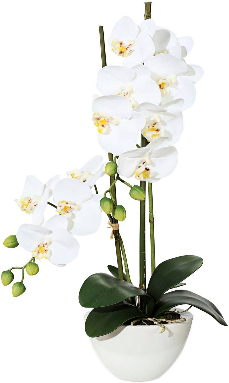 Creativ green Kunstpflanze »Orchidee« von Creativ green