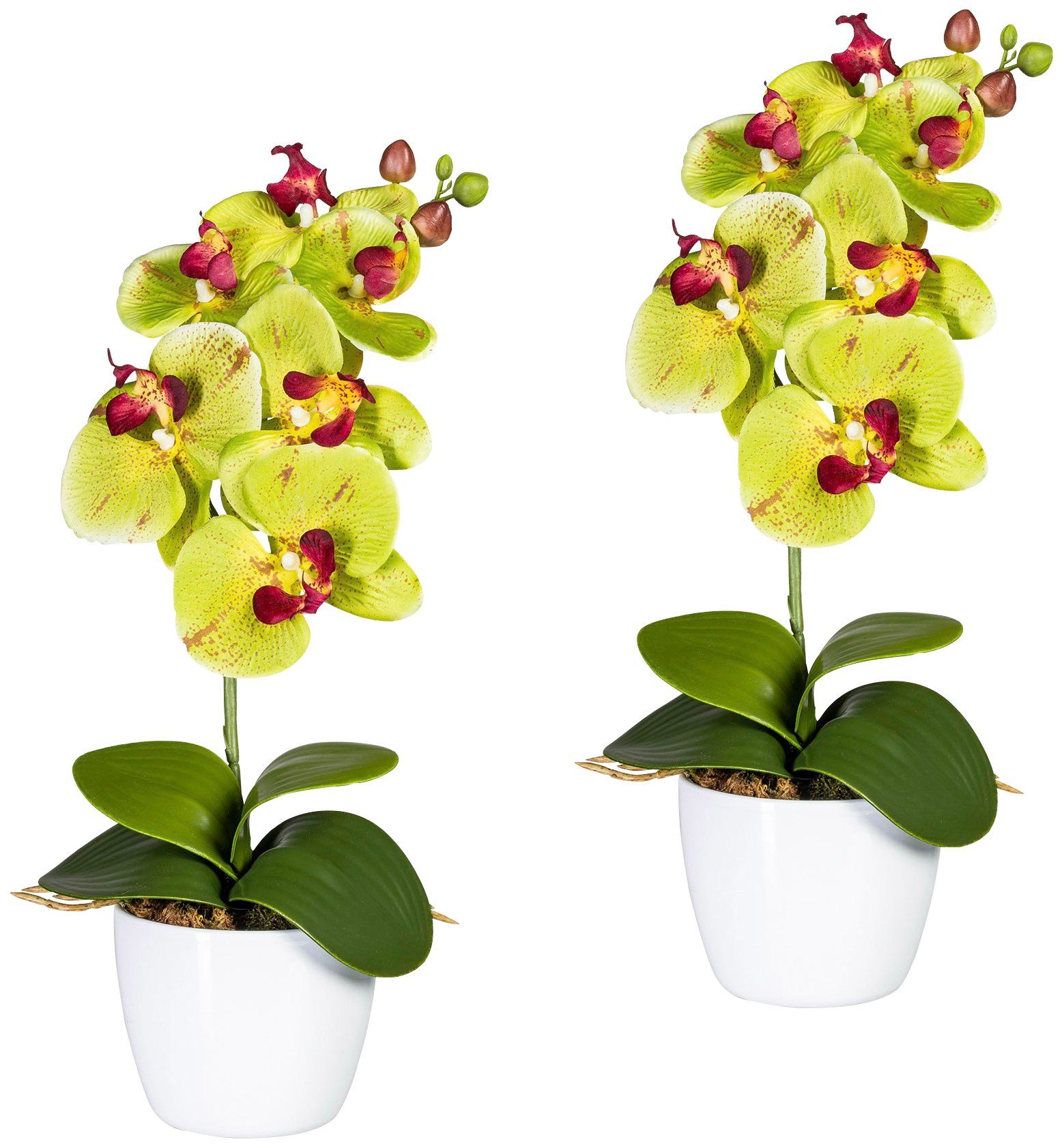 Creativ green Kunstpflanze »Orchidee Phalaenopsis«, im Keramiktopf von Creativ green