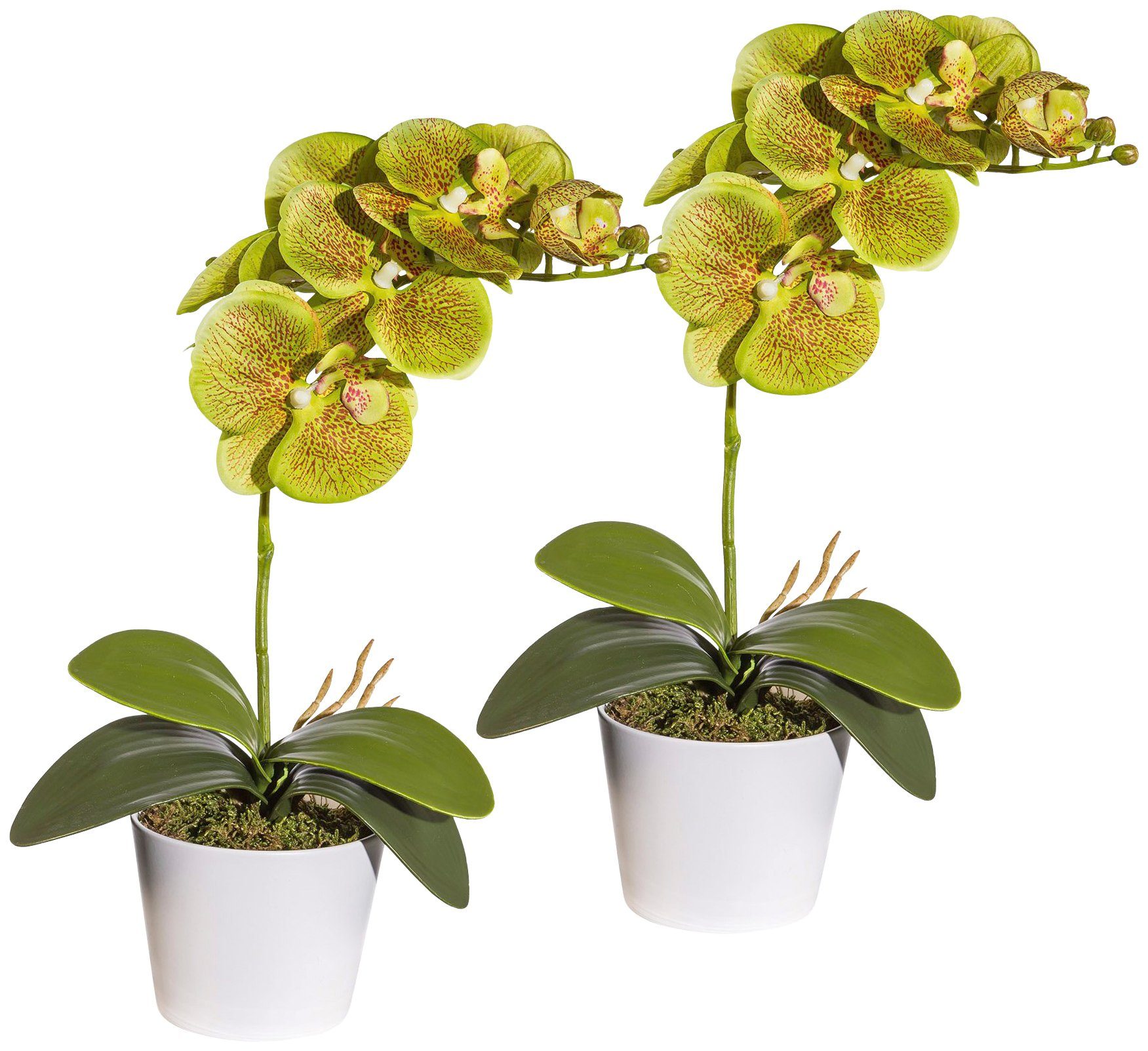 Creativ green Kunstpflanze »Orchidee Phalaenopsis«, im Keramiktopf von Creativ green