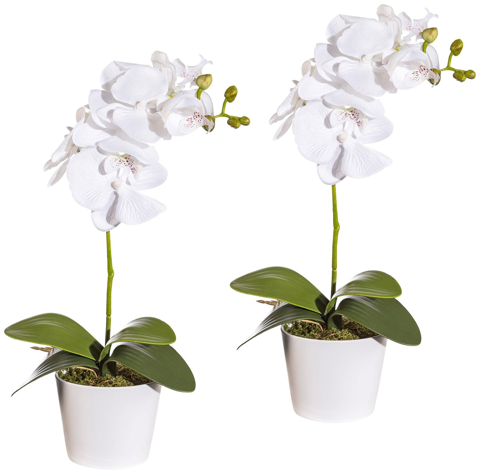 Creativ green Kunstpflanze »Orchidee Phalaenopsis«, im Keramiktopf von Creativ green