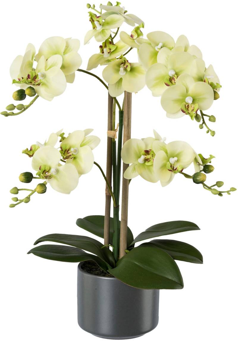 Creativ green Kunstpflanze »Orchidee« von Creativ green