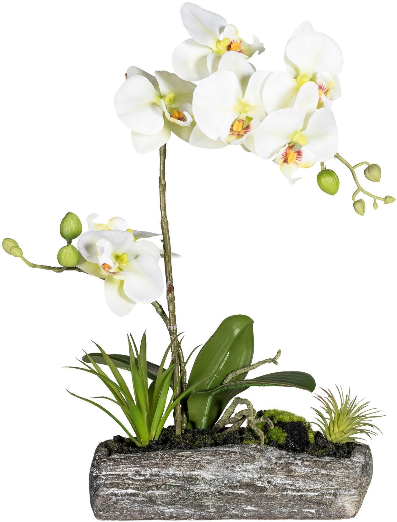 Creativ green Kunstpflanze »Phalaenopsis« von Creativ green