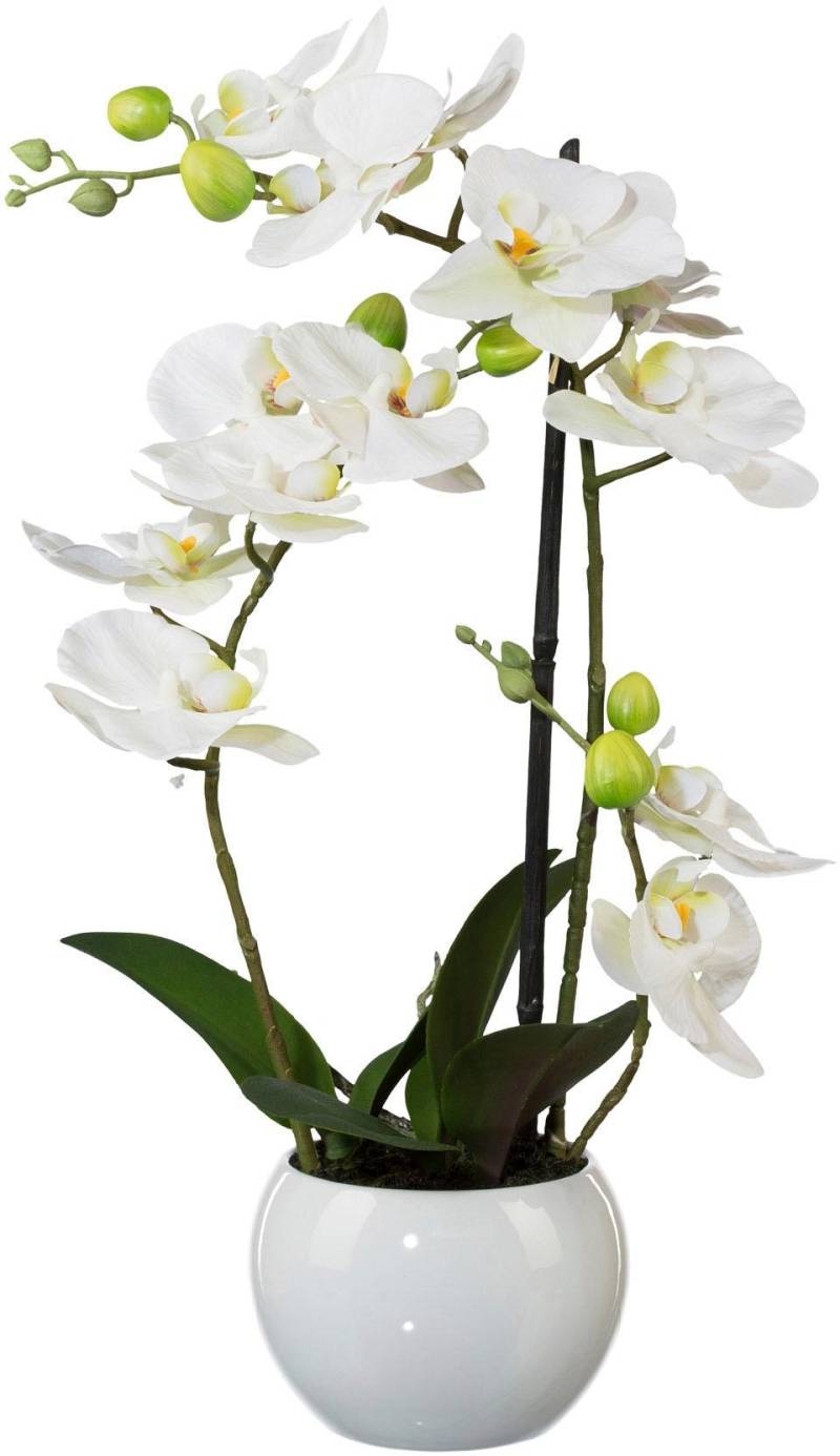 Creativ green Kunstpflanze »Phalaenopsis« von Creativ green